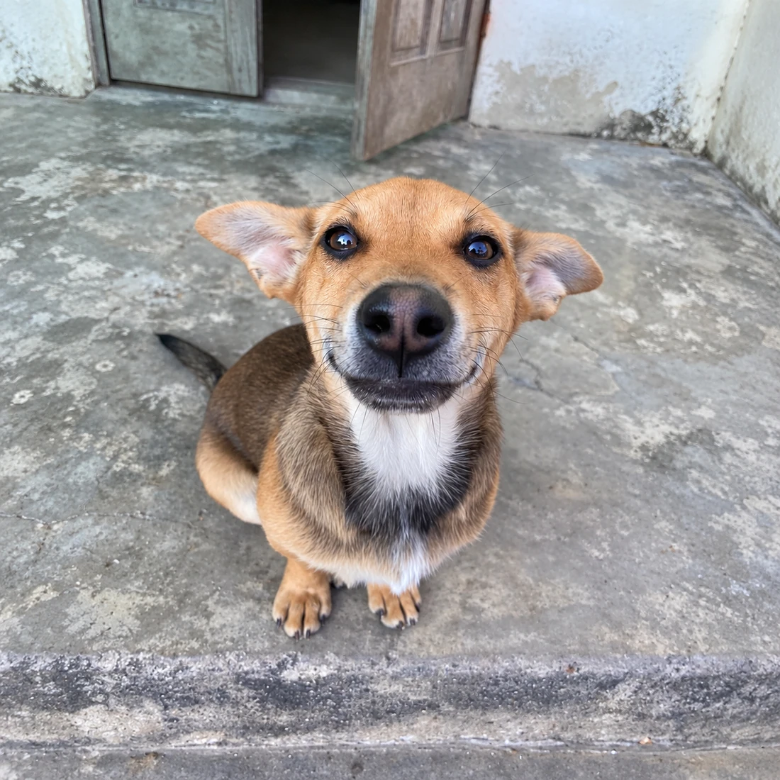 Foto de um cachorro marrom e preto sentado e olhando para a câmera.